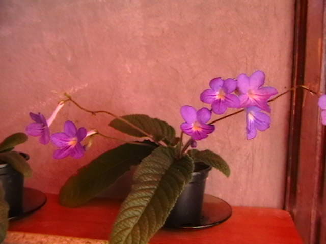 streptocarpus