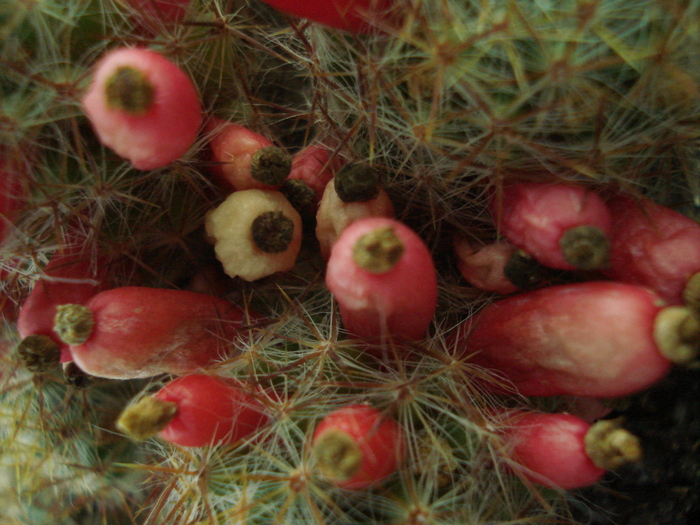 Mammillaria prolifera var. texana