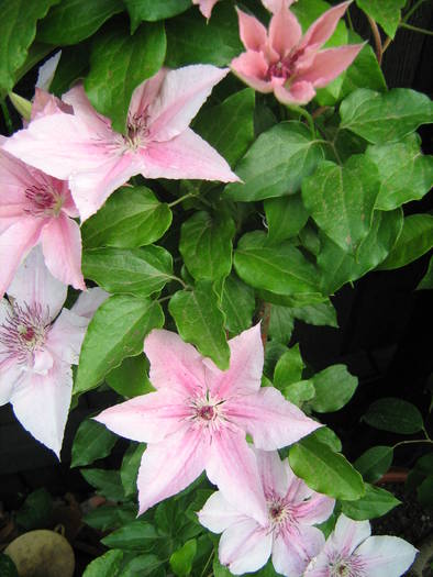 Pink Fantasy 1; Inaltime 2,5- 3 m, infloreste in perioada iunie-septembrie, are flori simple, cu un diametru de 10 c
