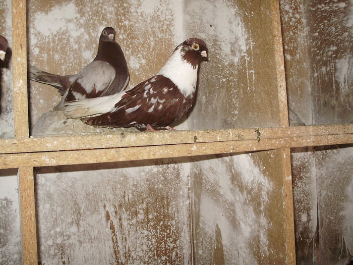 P9061381 - 1709 Marian Anghel