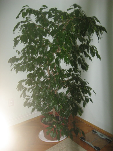 ficus benjamina - florile mele 2009