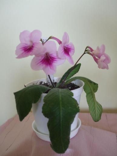 DSCF2730