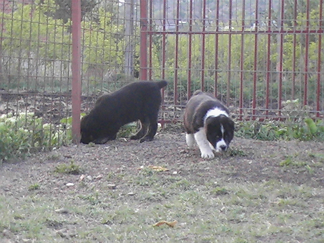 poze 04.05.2009 126