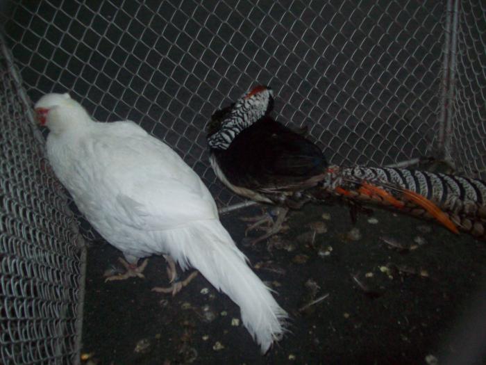 EXPO 2009 .01.09  CLUJ-NAPOCA 170