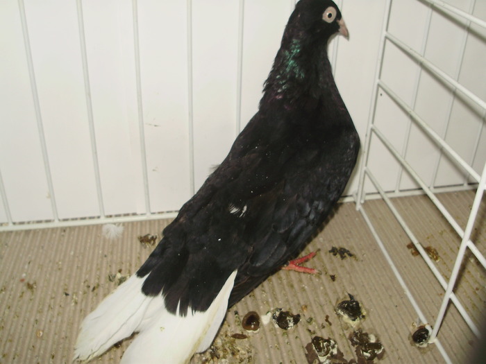 utaciki 4 - 1509 str 3