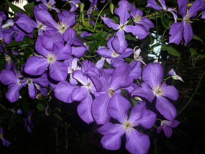 DSCI0863 - flori din gradina mea