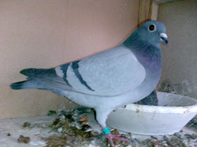  - 2 - Primii pasi_incepand cu 2003