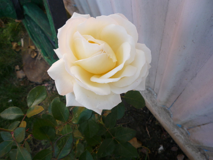 P1010826; trandafir galben
