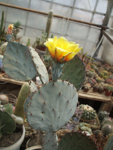 Opuntia azurea - ceva mai recent