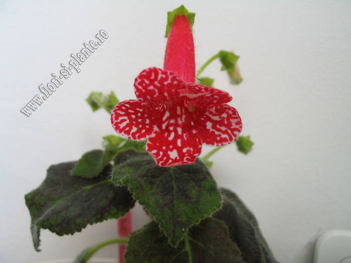 Kohleria Birgitta 2