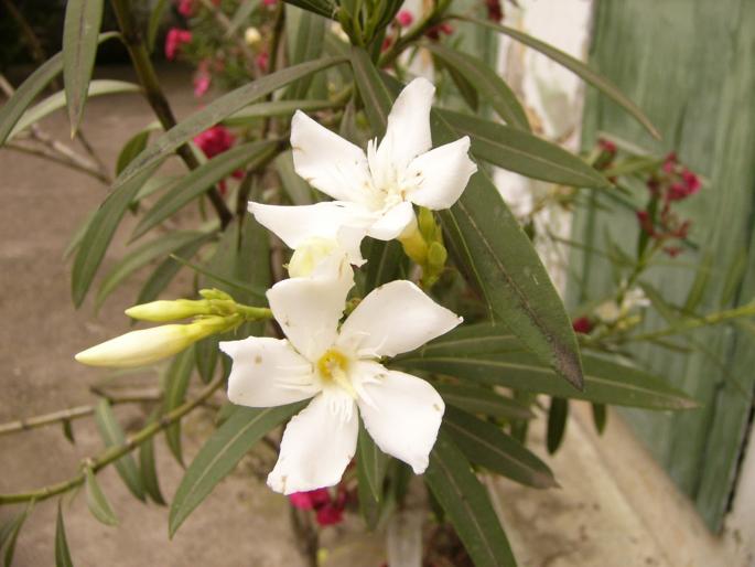 nerium oleander