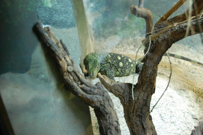 DSC_0112 - zoo amneville