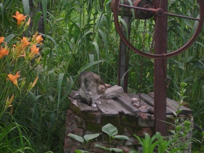 DSCI0775 - pisici si catelusa Boggy