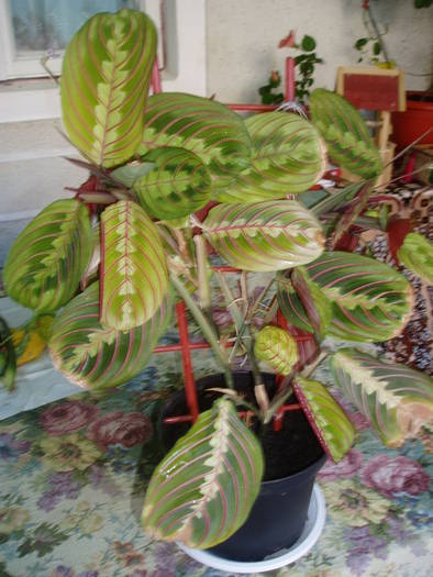 P1010037 - MARANTA