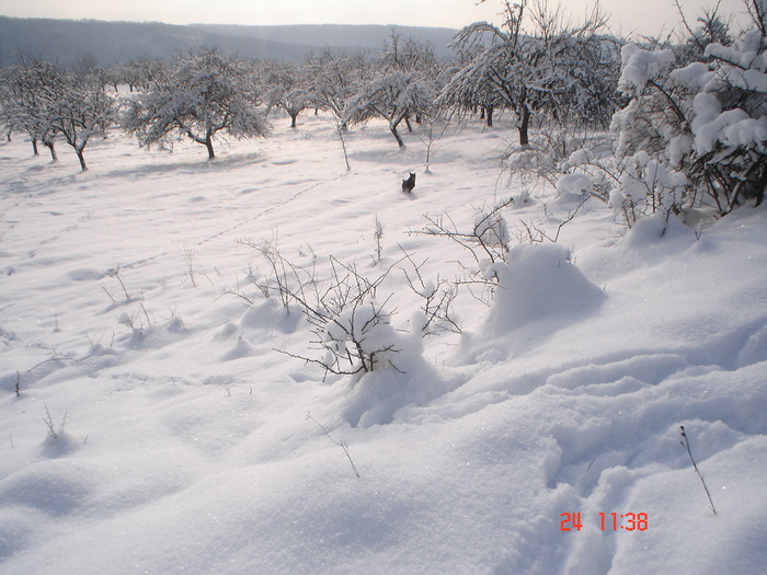 DSC08755 - Bella ianuarie 2010