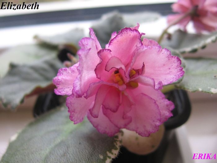 Elizabeth 2009 dec 4