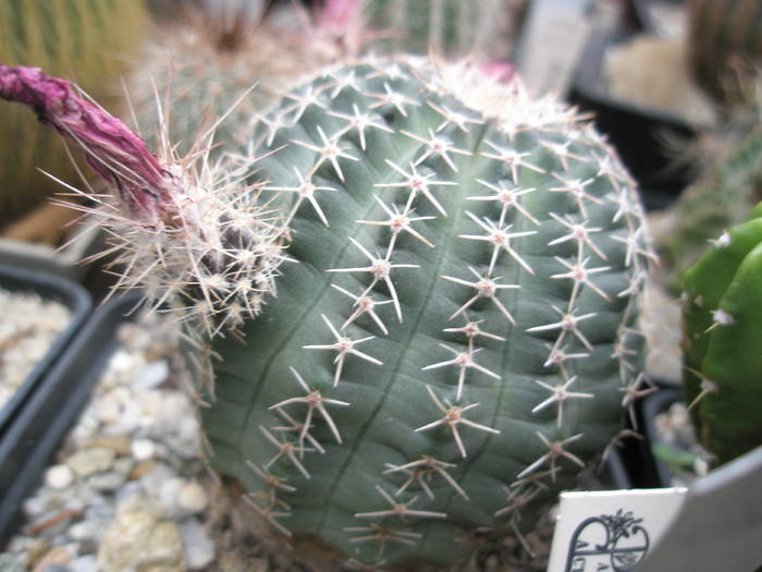 P6010096 - plantele lui George Nitu