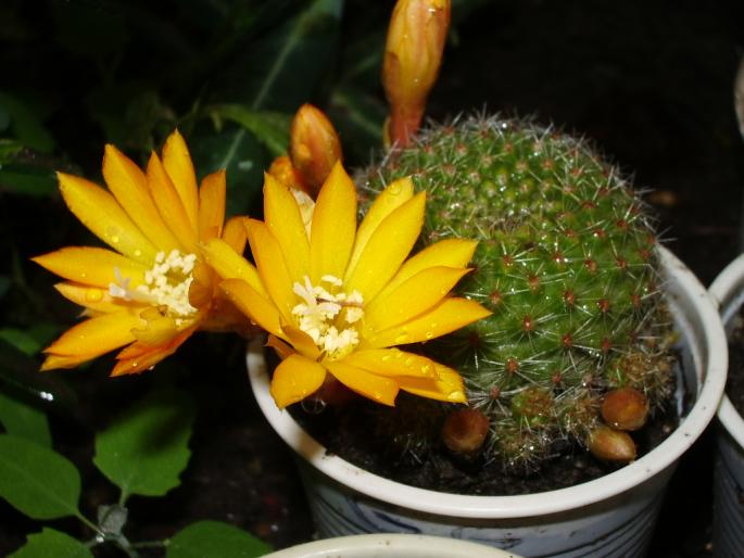 Rebutia marsoneri - cactusi