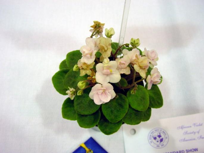 Optimara_Little_Pearl_2005avsa_2 - violete de pe net 1