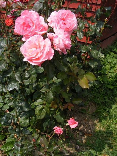 DSCF0416 - Trandafirii mei