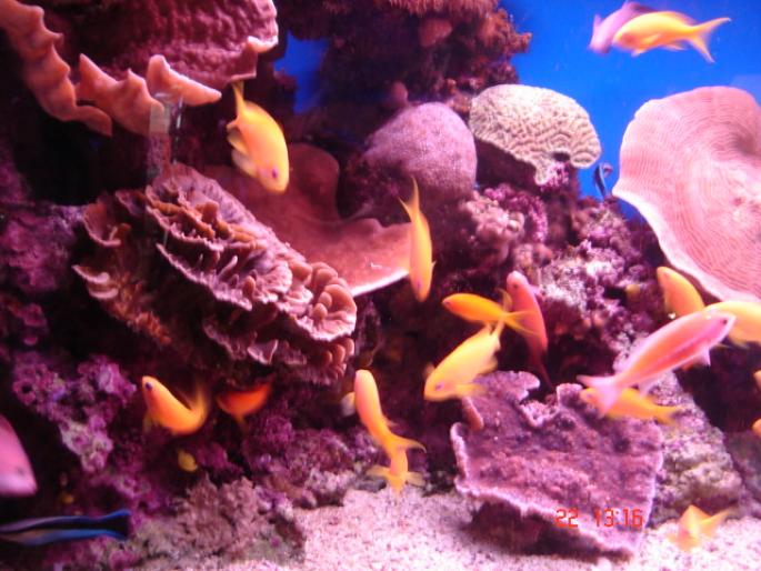 580 Israel - Eilat - The Observatory Marine Park - 2008 ISRAEL NOIEMBRIE