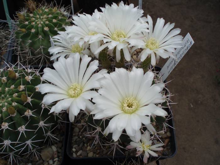 Acanthocalycium peitscherianum