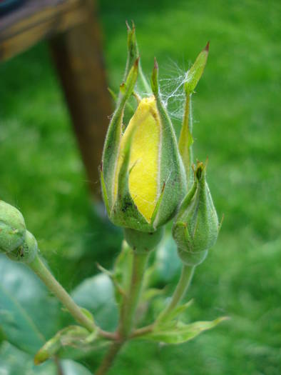 Rose Golden Showers (2009, May 24)