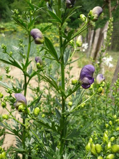 P1000321 - plante flori 2009