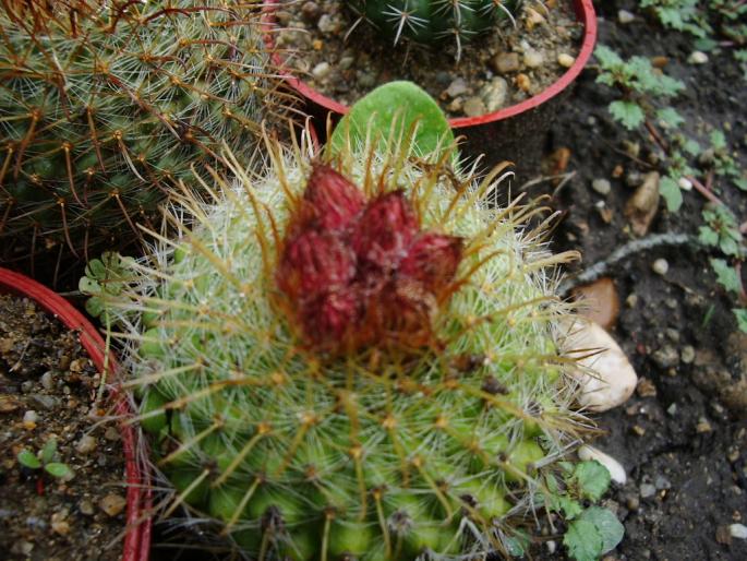 Parodia aureispina - boboci