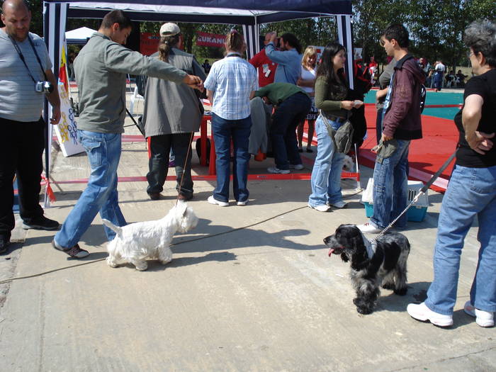 DSC07058 - 2007 EXPOZITIE CANINA