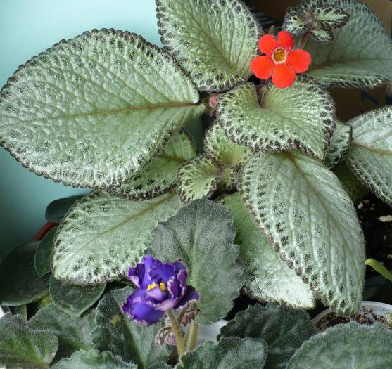 floare Ozio sport (si floare rosie de episcie) - Saintpaulia - violete de camera