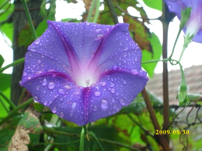 DSCI0562 - ipomoea-zorele