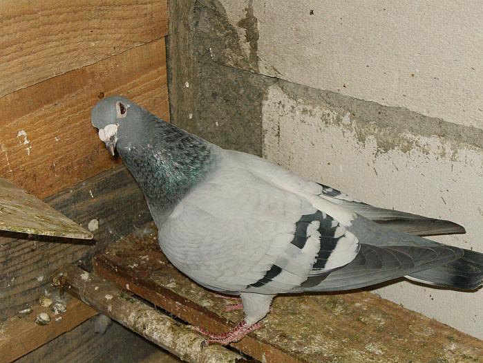 HPIM2186 - porumbei 2009