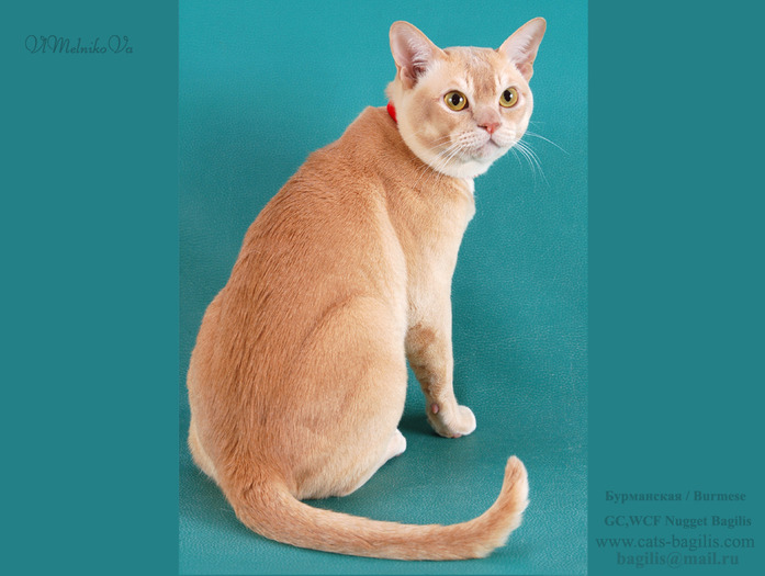 D_255 - Desktop Pisici