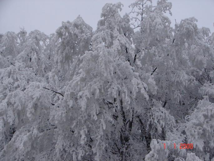 Iarna la Zalau - Natura