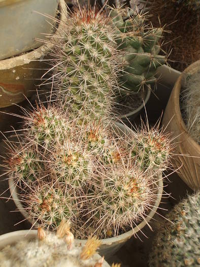 Cochemia poselgerii