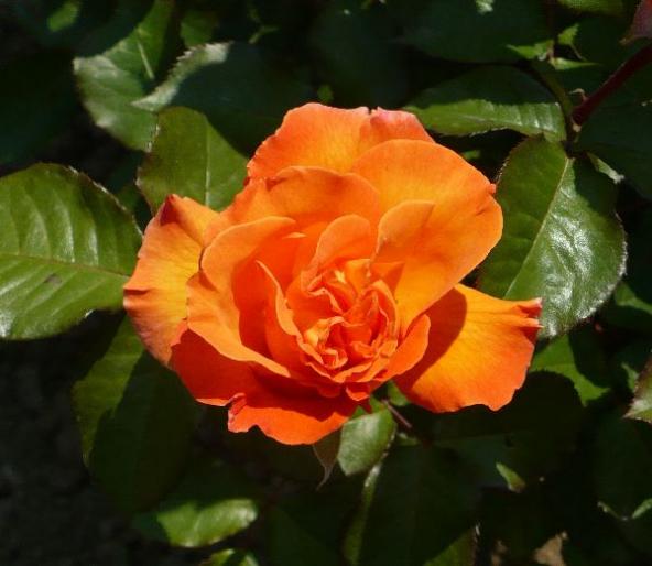 trandafir oranj - Misc