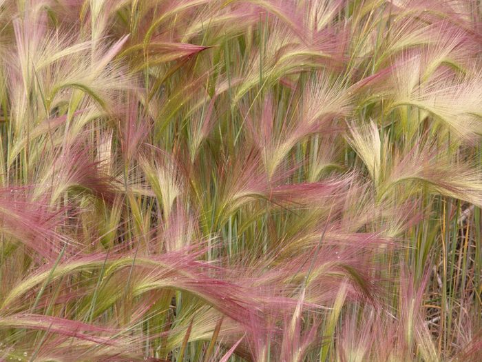 Ripe Seedheads, Foxtail Grass, Alaska
