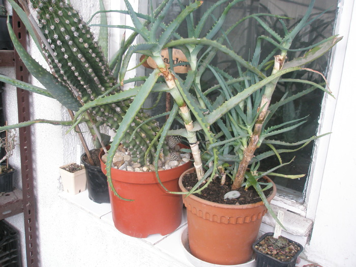 un pervaz - cactusi la iernat 2009-2010