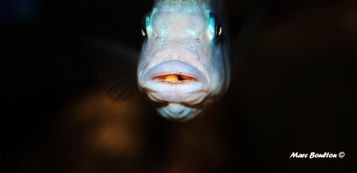 DSC_0627-1