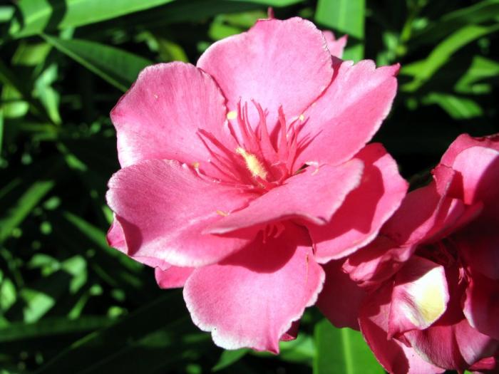 gf-laurier-rose-fleur-rebigue - flori pt fete
