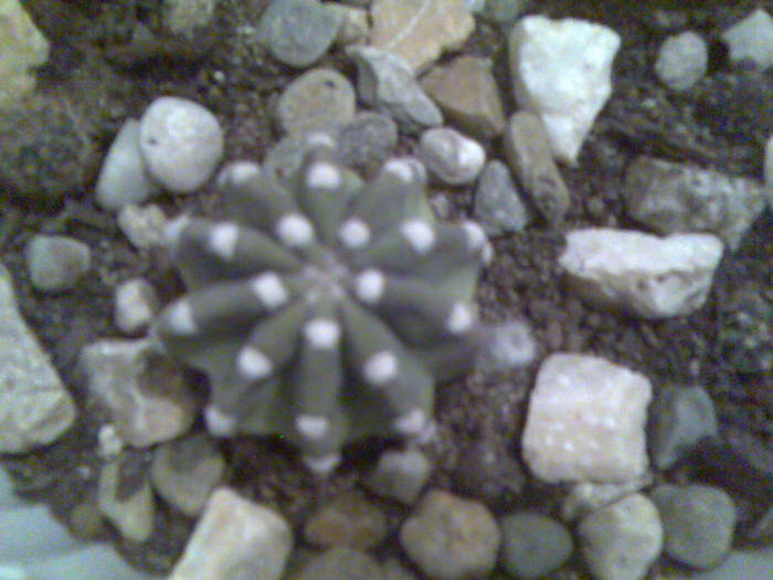 echinopsis subdenudata