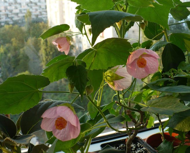 P1150864 - ABUTILONI