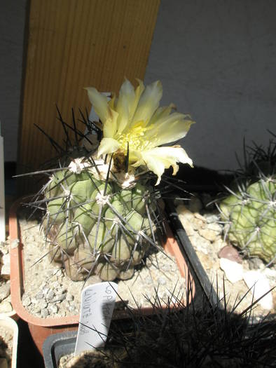 Copiapoa humilis - 28.07 - DIVERSE specii de cactusi