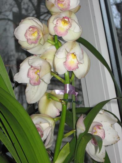 cymbidium alb- decembrie 2009