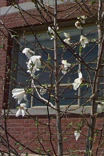 MAGNOLIA KOBUS.3jpg