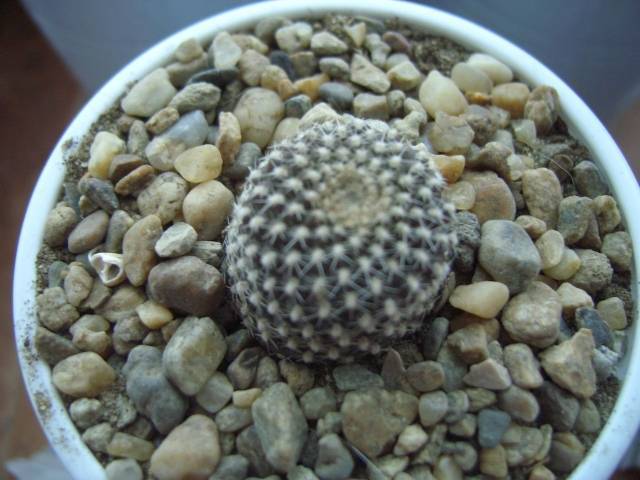 Rebutia krainziana - Rebutia