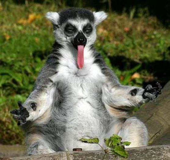 imagini-lemur