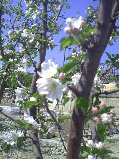 PICT0021 - GRADINA-2009