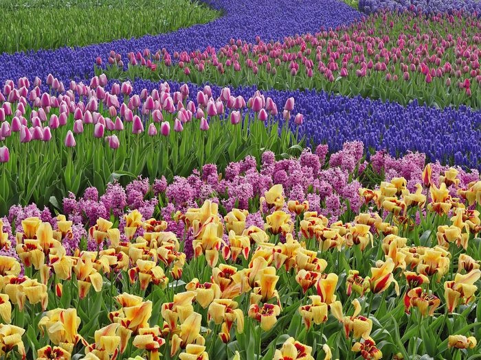 Tulips and Grape Hyacinth Flowers, Keukenhof Gardens, The Netherlands - Wallpapers Premium